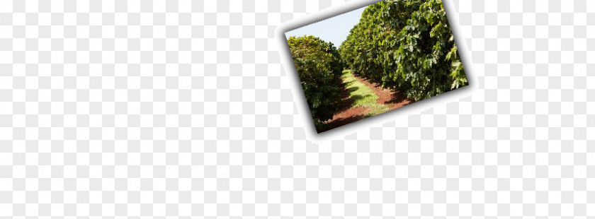 Coffee Plantation Rectangle PNG