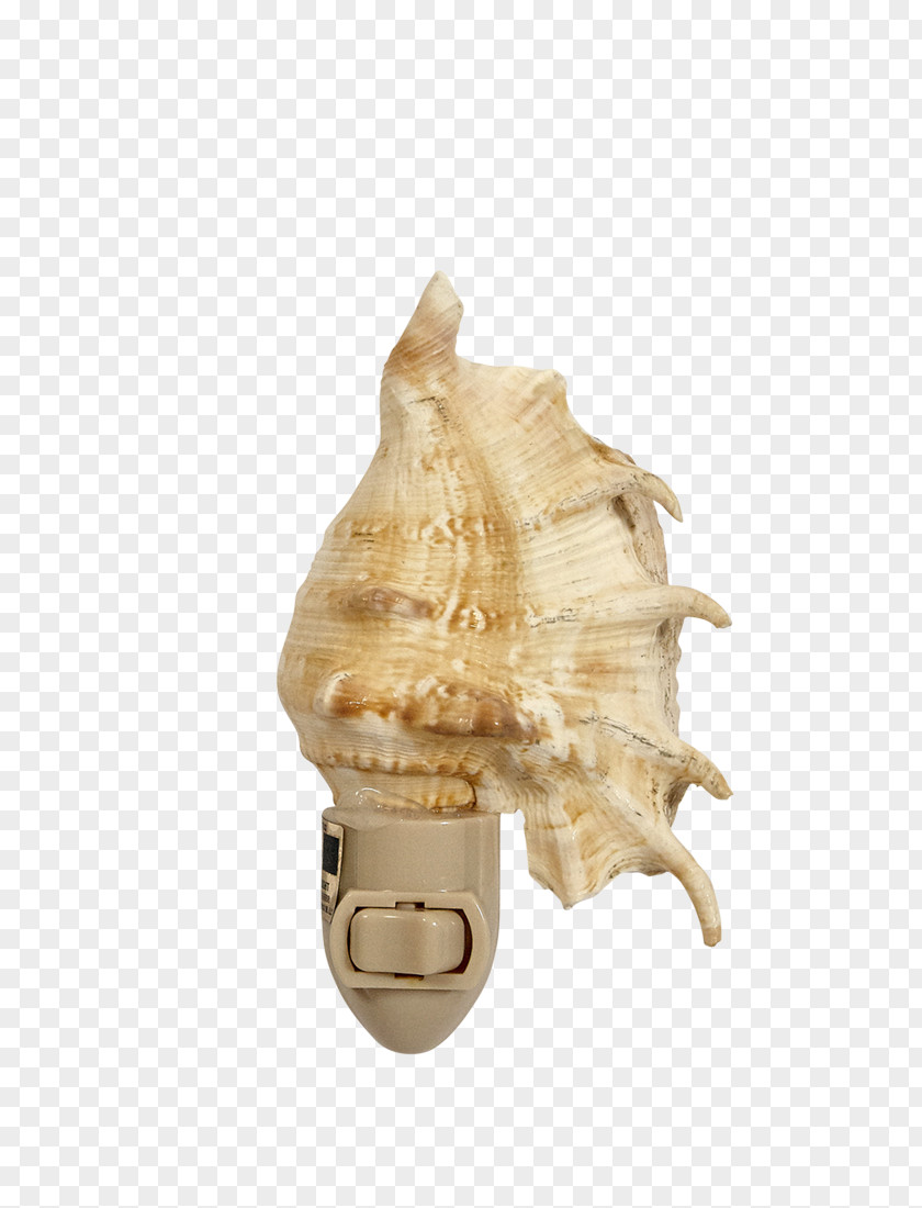 Conch Shaped Inkstone Seashell Abalone Lambis Shankha PNG