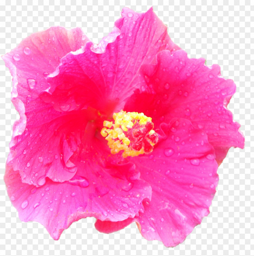 Flower Carnation Pink Flowers Stock Photography PNG