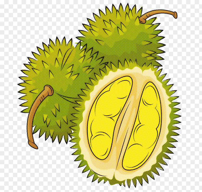 Plant Durian Tree Fruit Biology PNG