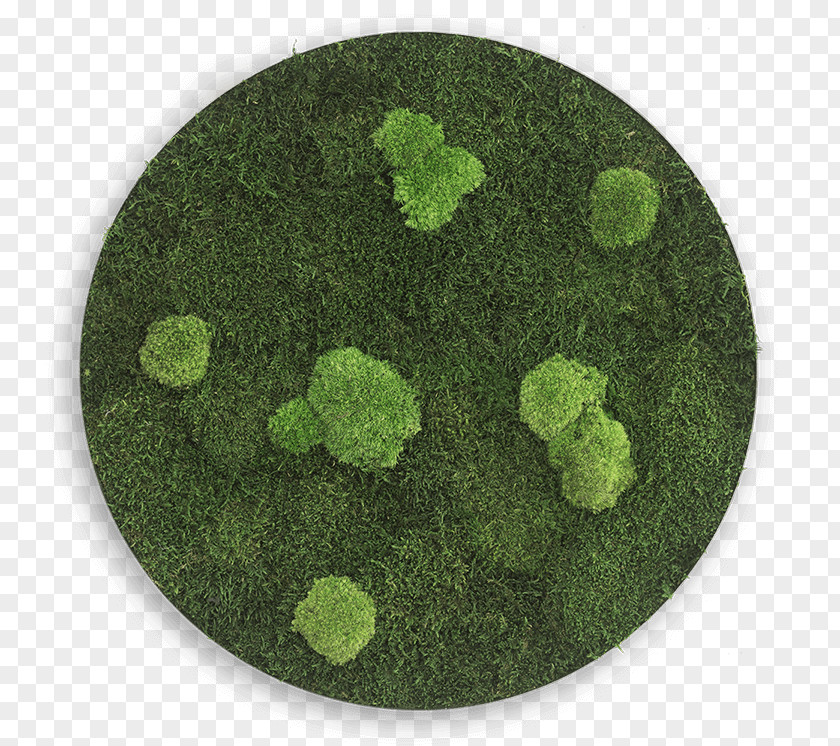 Circle Sphere Bryophyte Iceland Moss Disk PNG