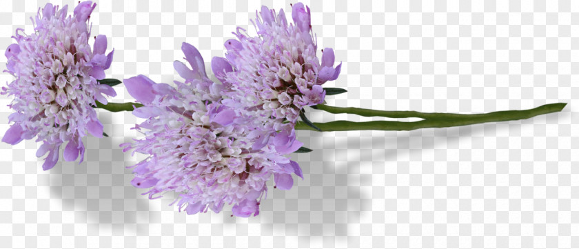 Flower English Lavender Drawing PNG