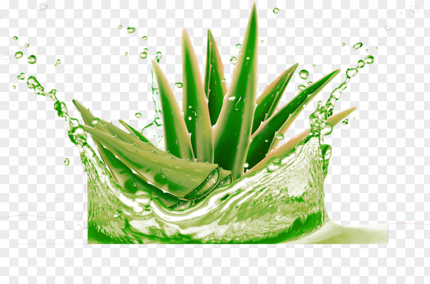 Green And Fresh Aloe Decorative Pattern Vera Raster Graphics Gel High-definition Television PNG