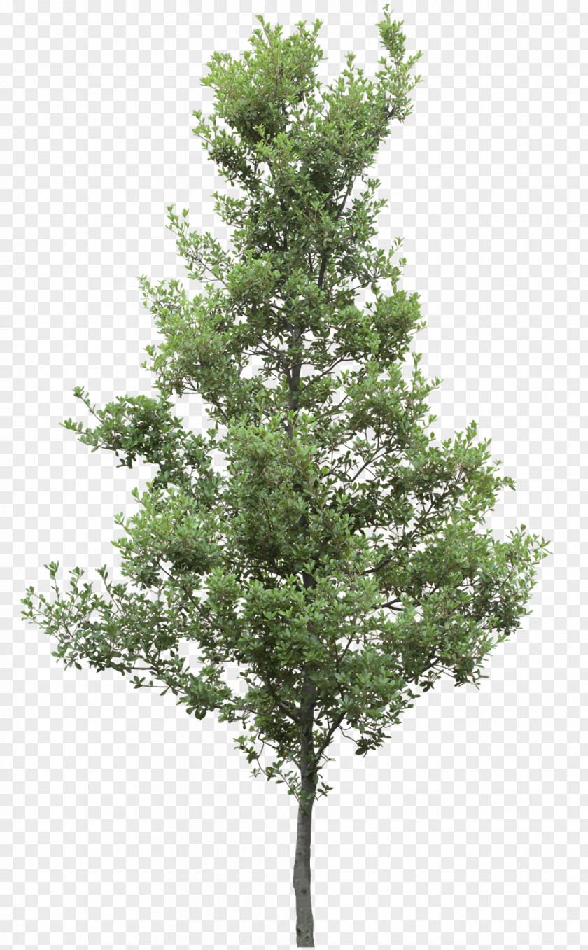 Hackberry Tree Clip Art Psd Image PNG