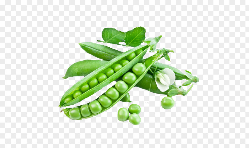 Vegetable Snow Pea Snap Seed Green Bean PNG