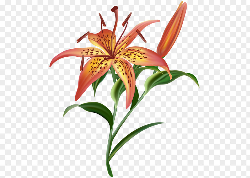 Flower Lilium Clip Art PNG