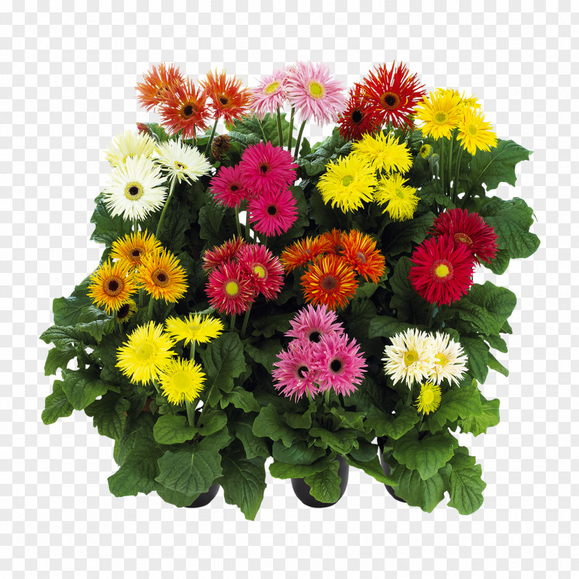 Flower Transvaal Daisy Cut Flowers Floral Design פרחי עד PNG