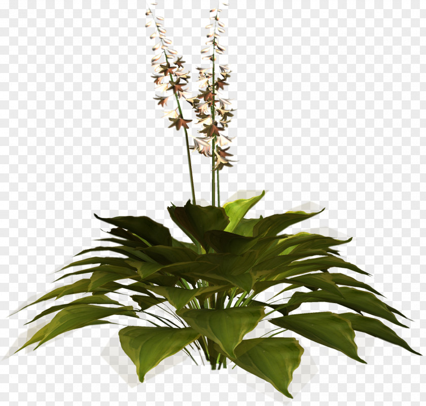 Flower Tree Plant Variety Herb Common Nettle Parsley PNG