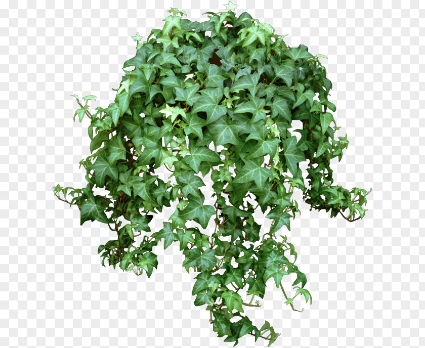 Ivy Common Houseplant Plectranthus Verticillatus Chlorophytum Comosum PNG