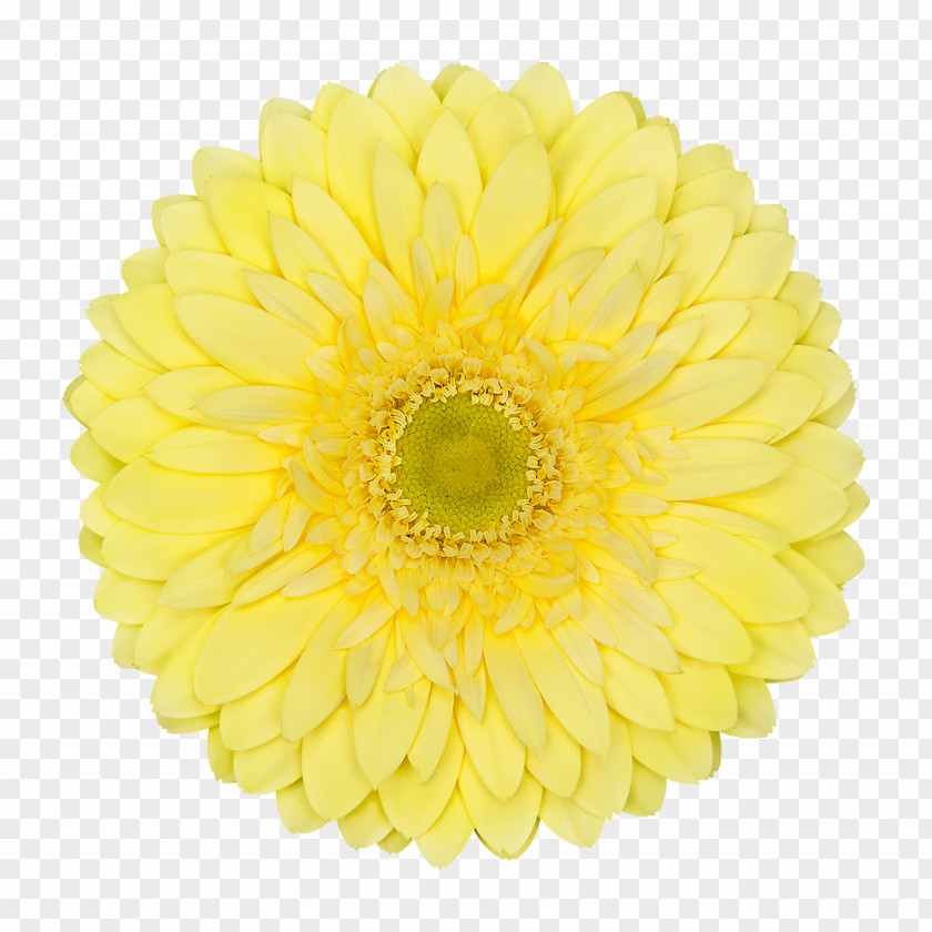 Marigold Chrysanthemum Cut Flowers Transvaal Daisy Yellow PNG