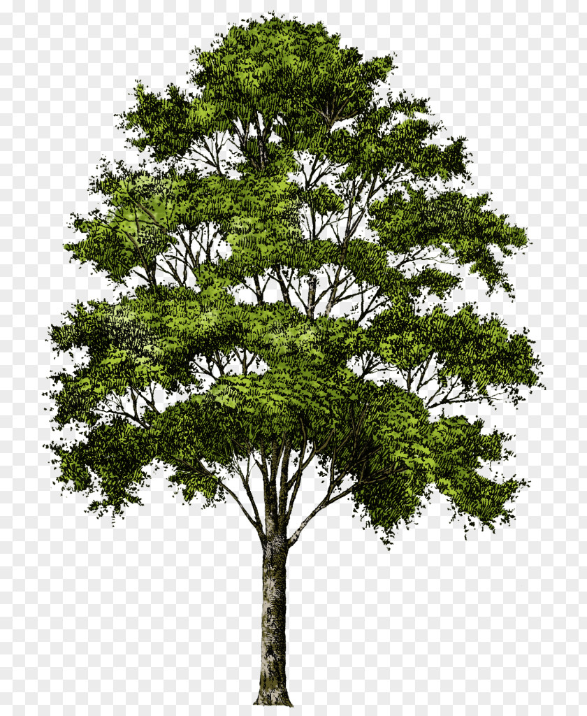 Tree Transparency Image Clip Art Desktop Wallpaper PNG