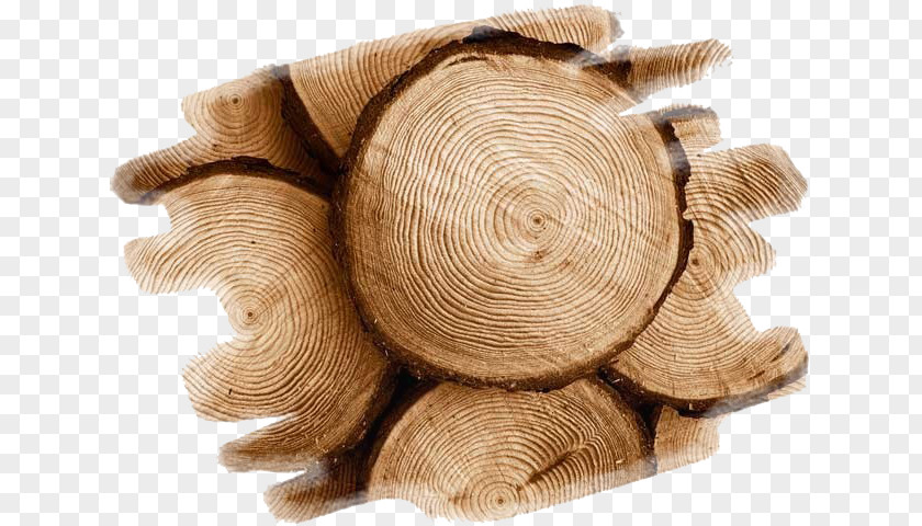 Wood Teak Tree Swarf Construction En Bois PNG