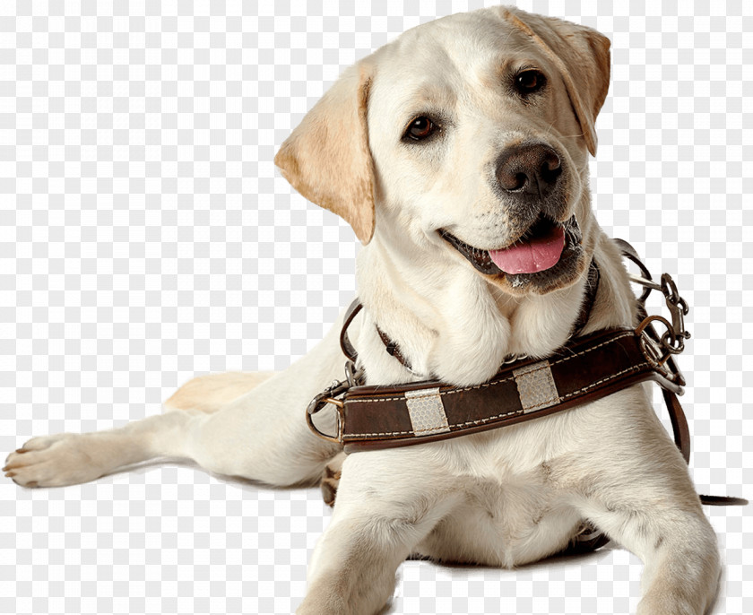 Aquarene Puppy Labrador Retriever Guide Dog Companion Breed PNG
