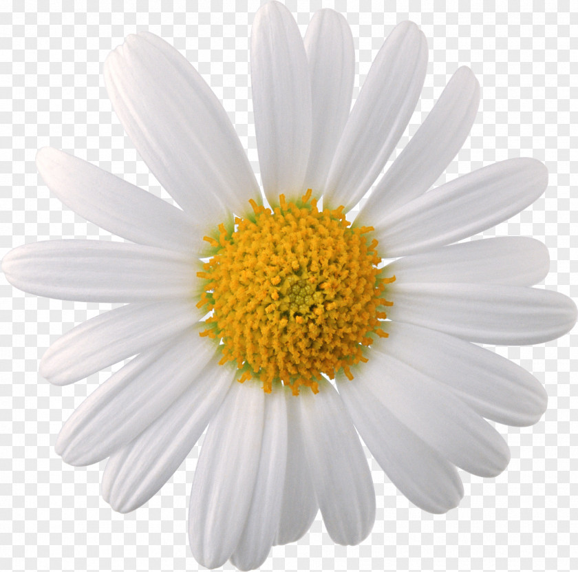 Flower Background Chamomile Clip Art PNG