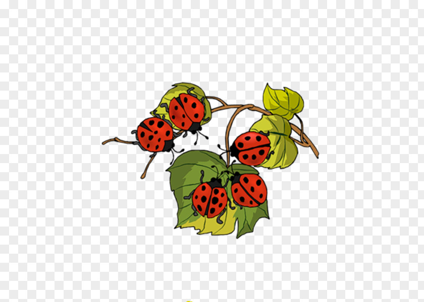 Party Ladybird Beetle Insect Birthday Aphid PNG