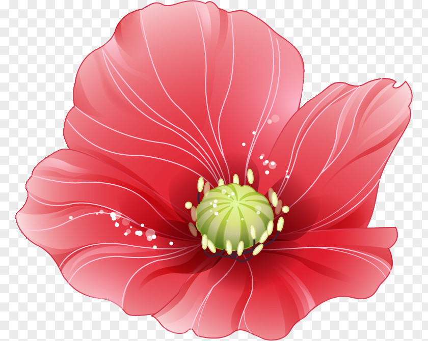 Poppy Flower White Desktop Wallpaper 千図網 Petal PNG