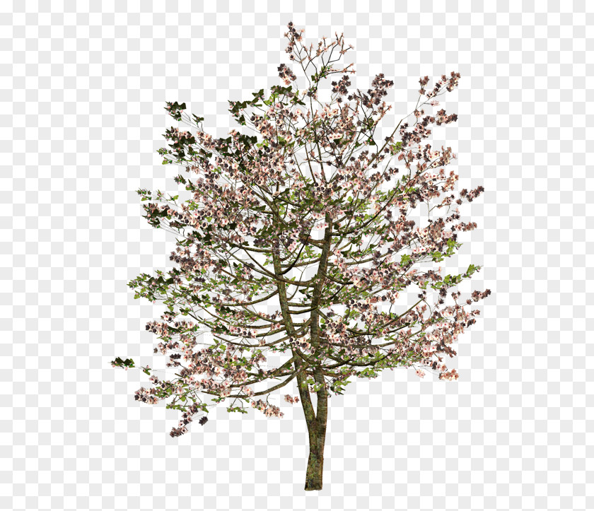 Tree Twig Shrub Flower PNG