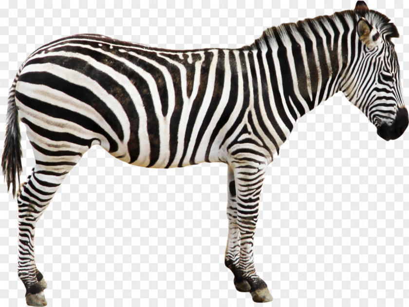 Zebra Quagga Horse Foal Clip Art PNG