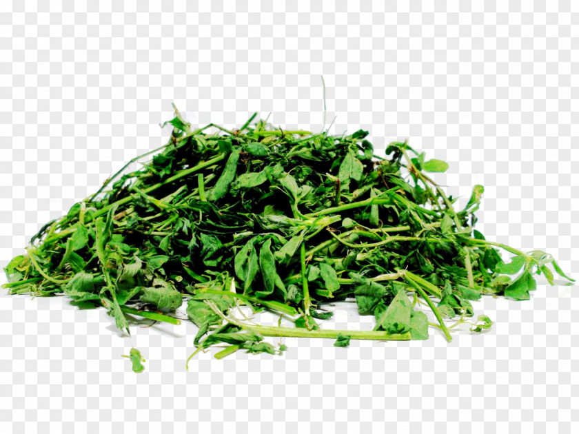 Alfalfa Silage Straw Fodder Seed PNG