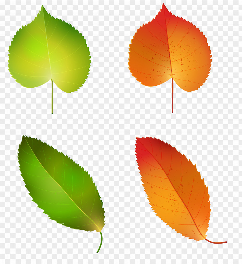 Autumn Leaves Set Clipart Image Leaf Petal Plant Stem PNG