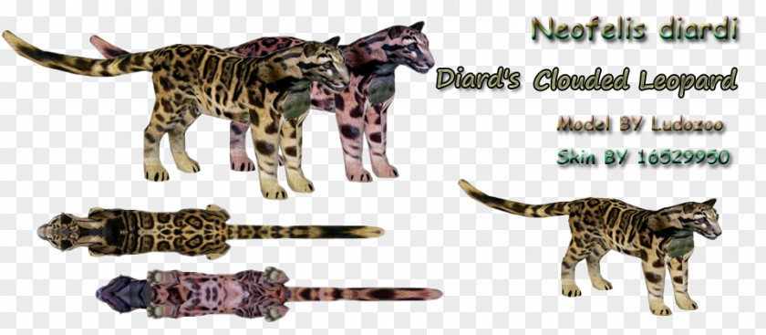 Clouded Leopard Bengal Cat Fauna Terrestrial Animal Wildlife Big PNG