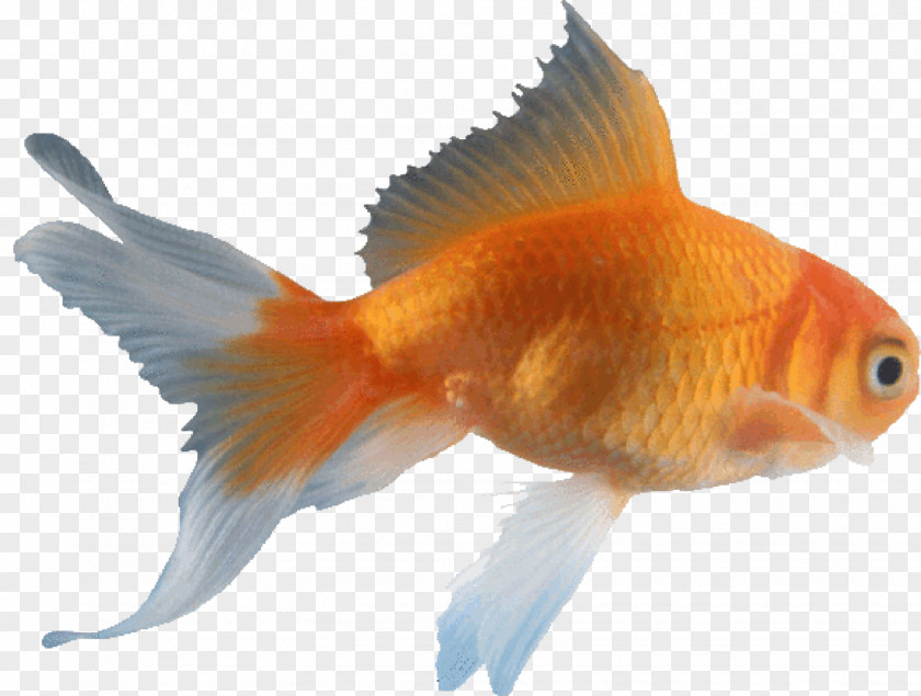 Fish Veiltail Oranda Fantail Comet Koi PNG