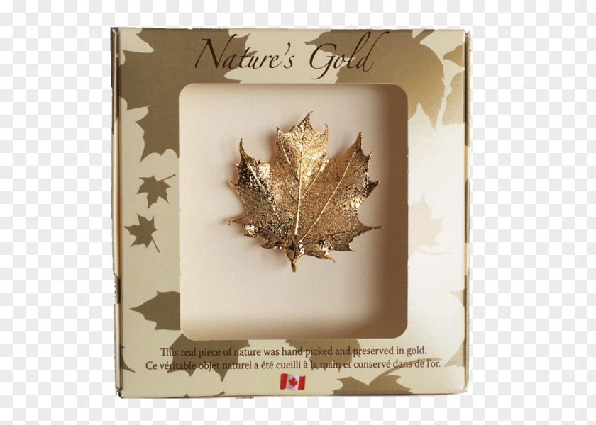 Golden Leaves Canadian Gold Maple Leaf Canada Red PNG