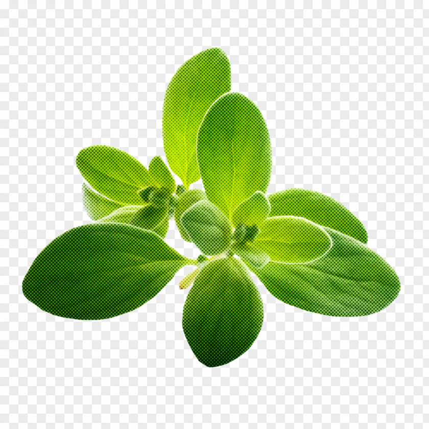 Leaf Green Flower Plant Herb PNG