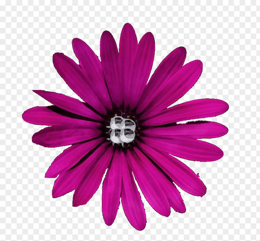 Pink Petal African Daisy Flower Magenta PNG