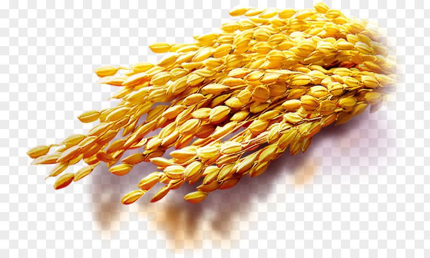 Rice, Rice Bran Oil Congee Broom-corn PNG