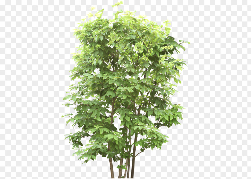 Tree Out-Tree Browser Game PNG