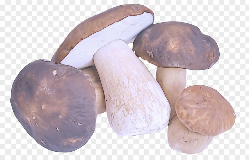 Edible Mushroom Penny Bun Shiitake PNG