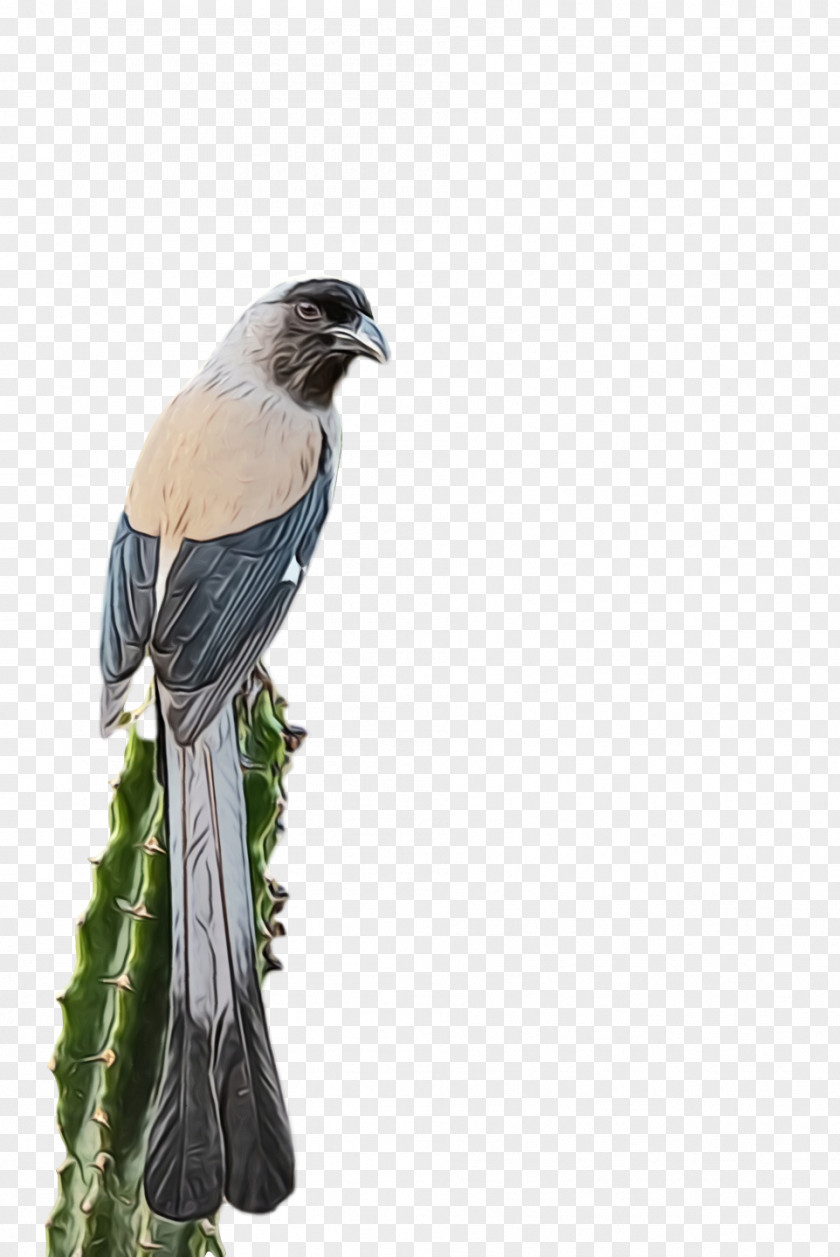 Feather PNG