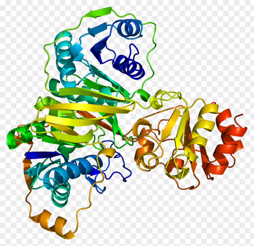 Flavin Adenine Dinucleotide ETFB Electron-transferring Flavoprotein ETFA Glutaric Acidemia Type 2 Electron-transferring-flavoprotein Dehydrogenase PNG