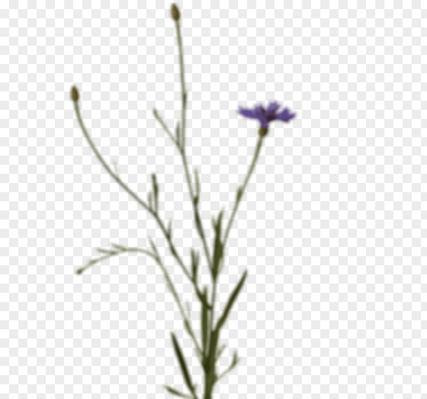 Gornergrat Railway Lavender Subshrub Plant Stem Twig Chicory PNG