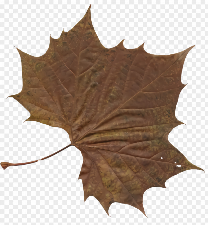 Scarlet Oak Woody Plant Maple Leaf PNG