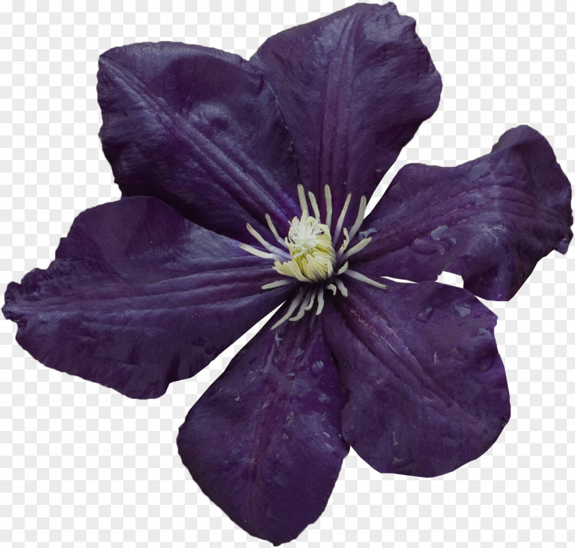 Shadow Violet Purple Lilac Flower Petal PNG