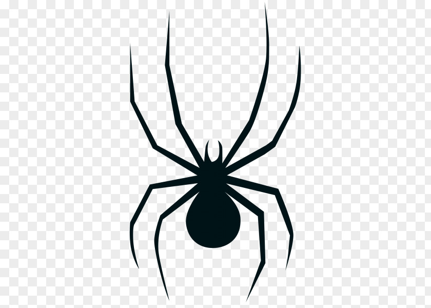 Spider Widow Spiders Drawing Coloring Book Image PNG