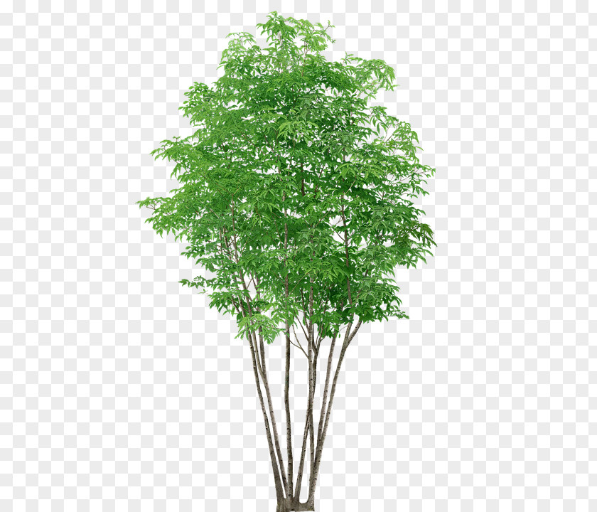 Tree Clip Art Download Image PNG