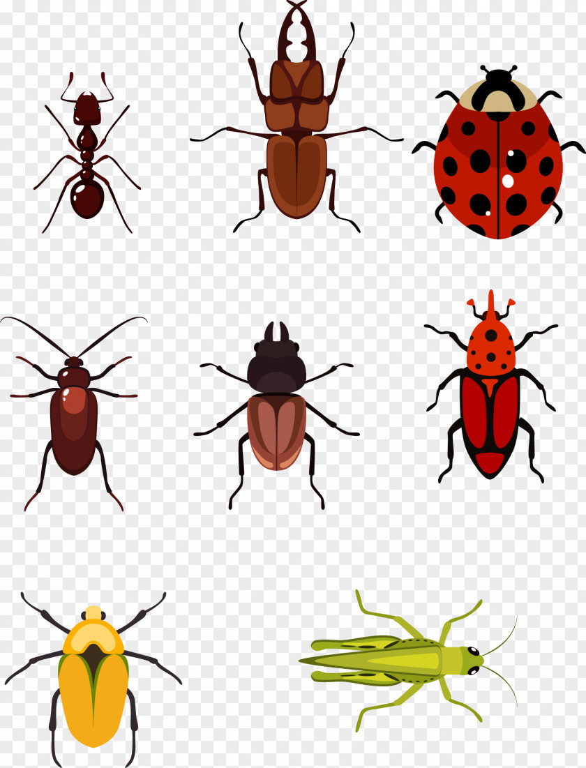Vector Hand Painted Insects Beetle Euclidean Computer File PNG