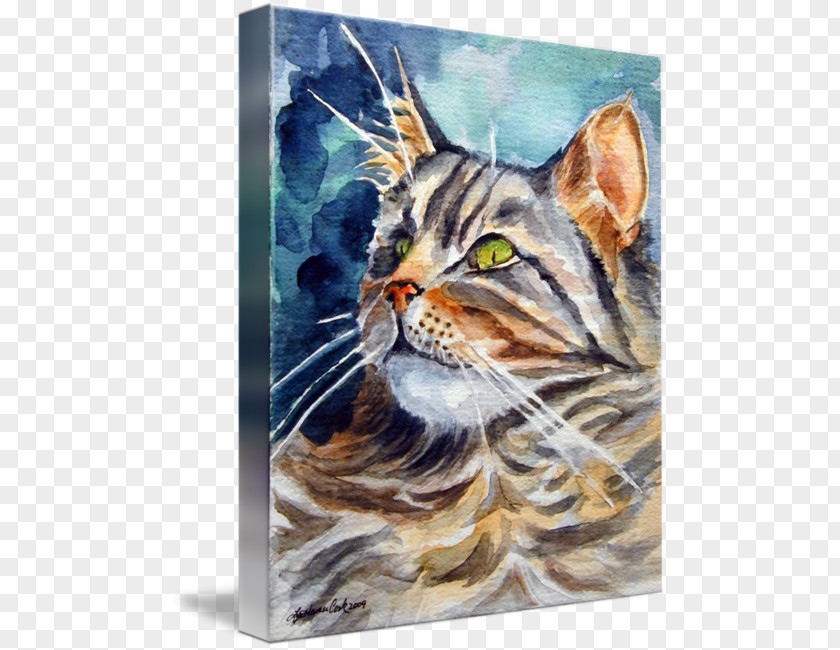 Maine Coon Tabby Cat Whiskers Kitten PNG