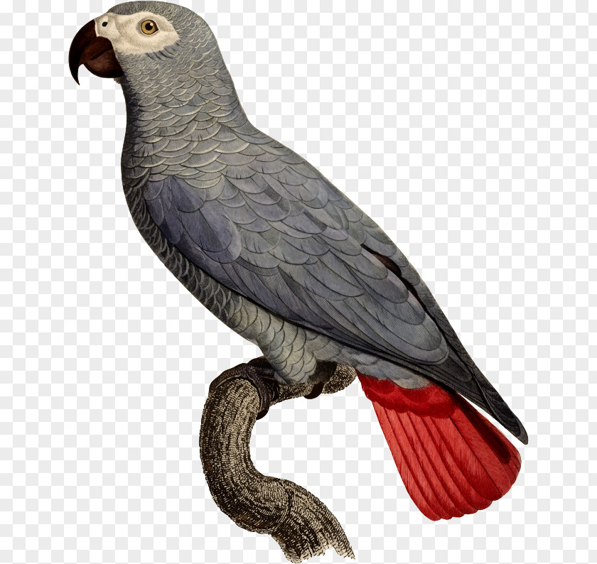 Parrot Bird Drawing Art PNG