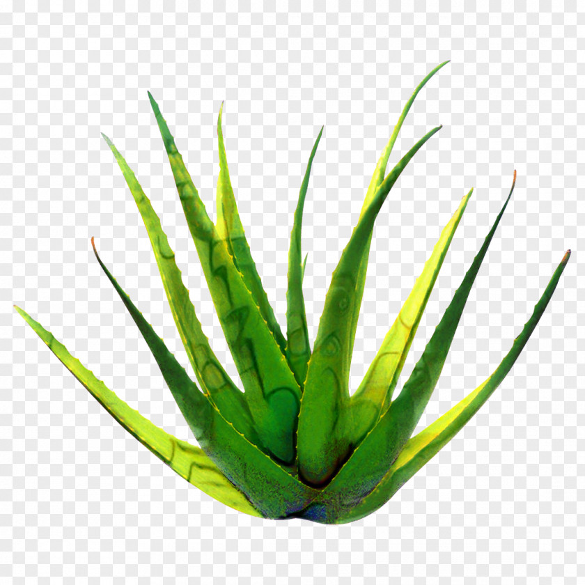 Perennial Plant Yucca Aloe Vera Leaf PNG