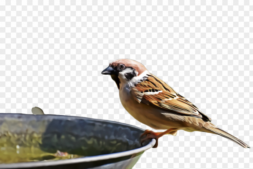 Bird Food Emberizidae House Sparrow Beak Songbird PNG