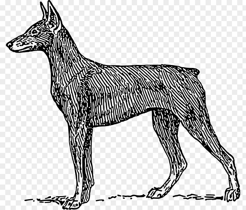 Dobermann Miniature Pinscher Rottweiler Dog Breed PNG