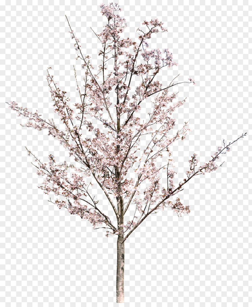 Flower Tree National Cherry Blossom Festival Image PNG