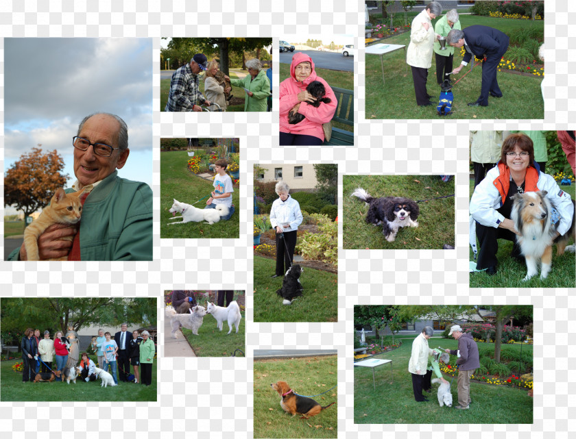 Francis Of Assisi Game Lawn Mammal Competition Collage PNG