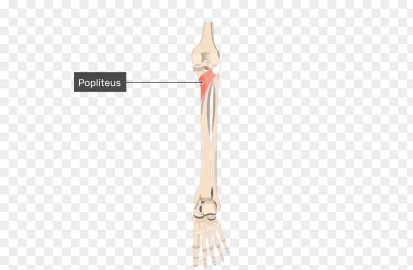 Oblique Line Popliteus Muscle Knee Origin And Insertion PNG