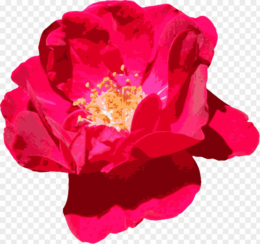 Red Rose Decorative Garden Roses Flower Centifolia Shakhty PNG