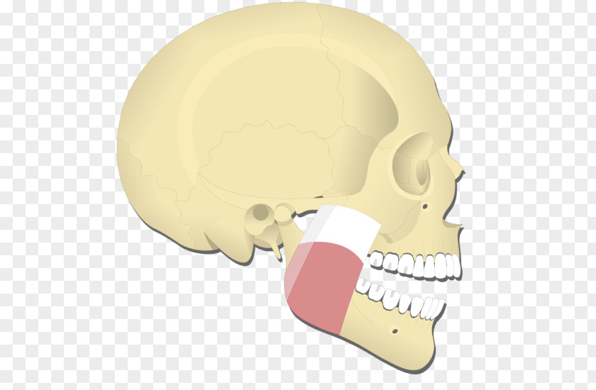 Skull Medial Pterygoid Muscle Lateral Temporal Masseter Mandible PNG